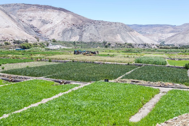 Director Nacional detalla medidas implementadas por INDAP en apoyo a la pequeña agricultura