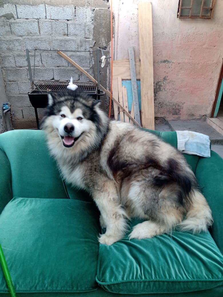 Recuperan perrito que había sido robado hace más de dos años