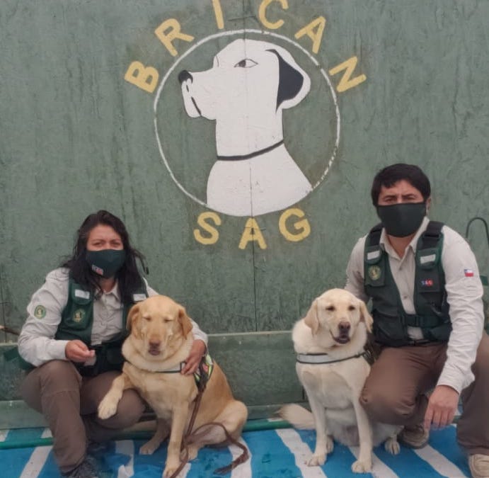 Canes estrellas de la Brigada SAG Tarapacá pasan a retiro