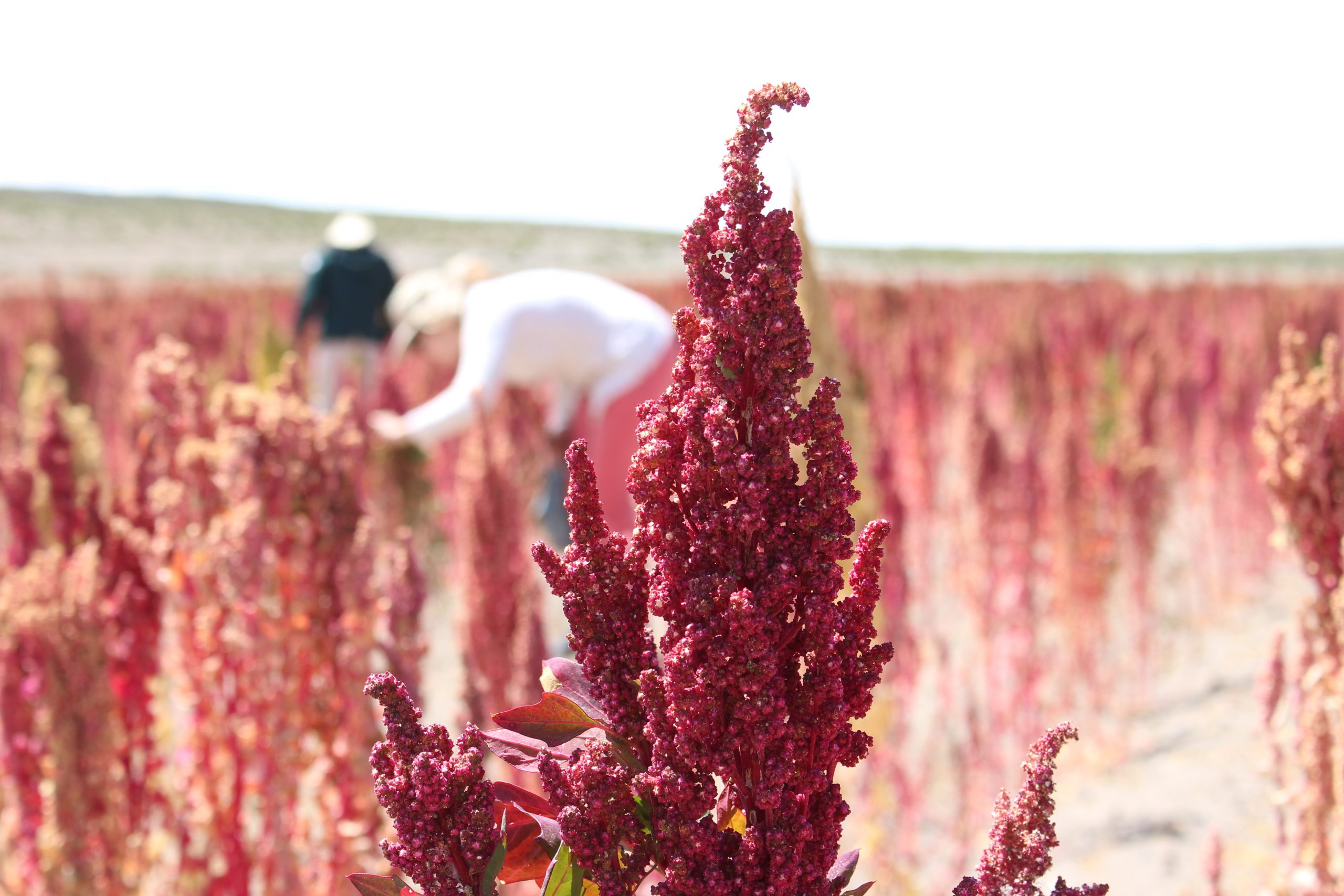 Seremi de Agricultura conforma comisión para potenciar la producción orgánica de productos agrícolas