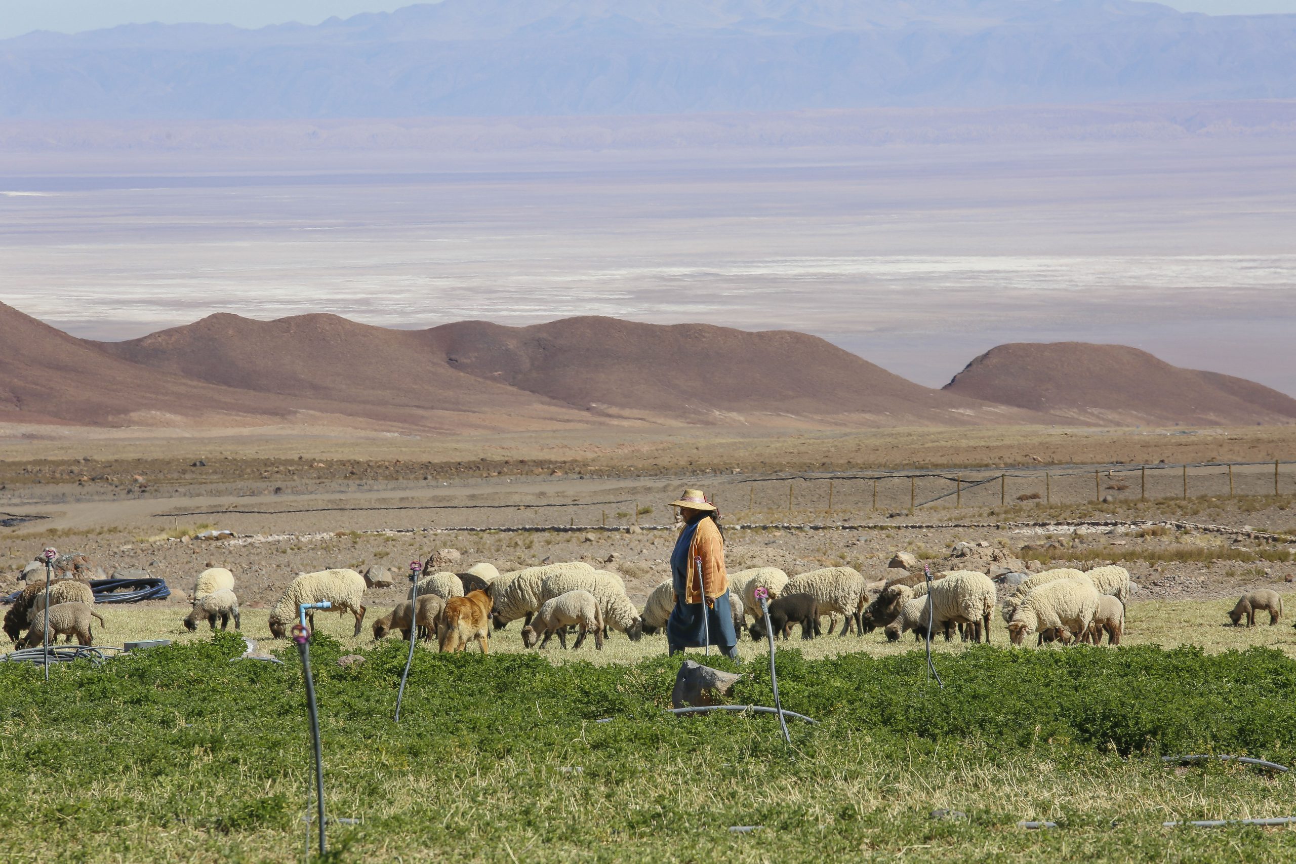 Minagri e Indap conmemoran Día del Campesino y destacan labor de pequeños agricultores durante la pandemia