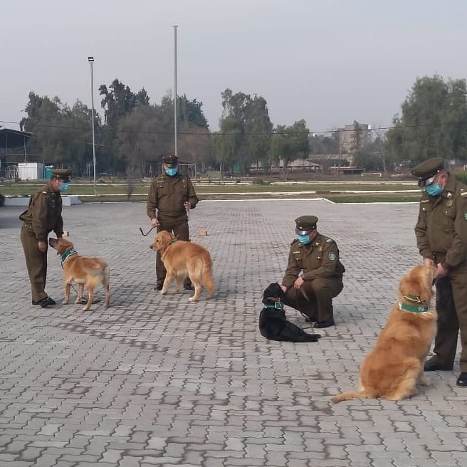 Carabineros entrena a perritos para detectar a personas contagiadas con covid-19 y así salvar vidas ante esta pandemia