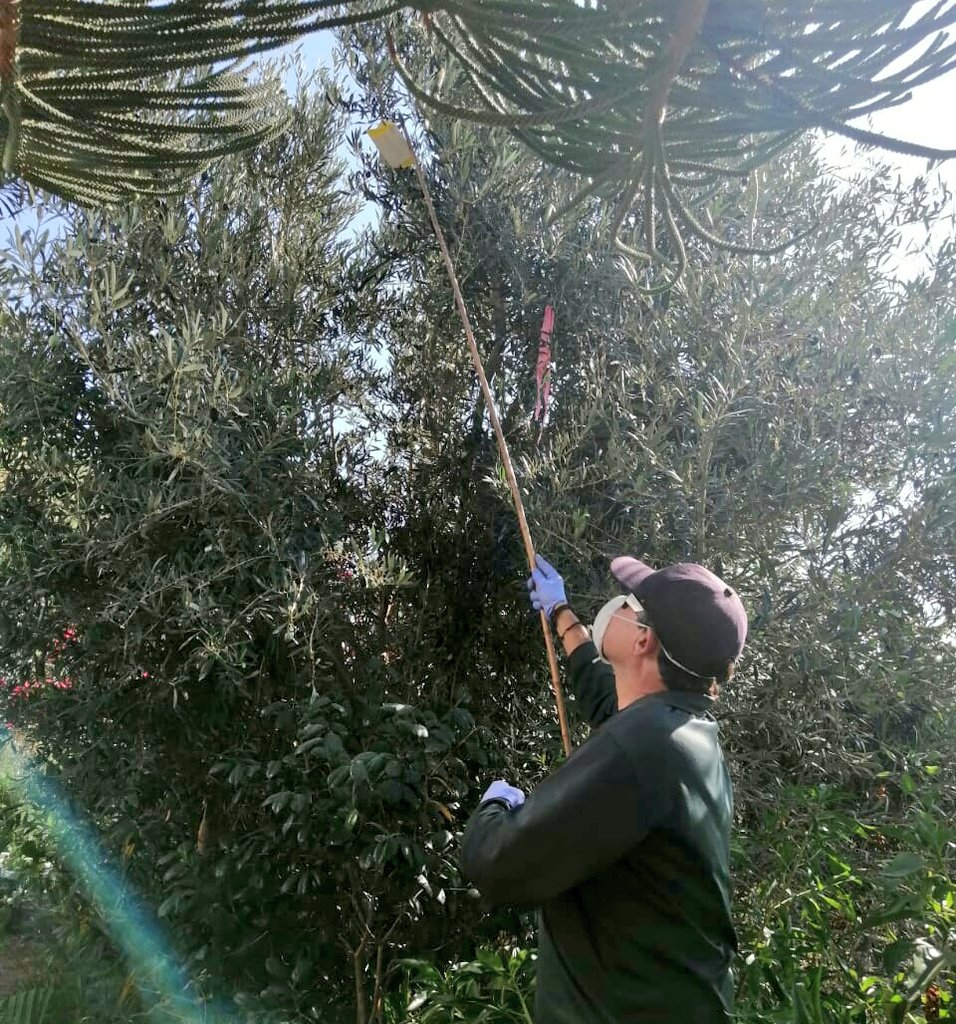 SAG finaliza campaña de erradicación contra la mosca de la fruta en Tarapacá