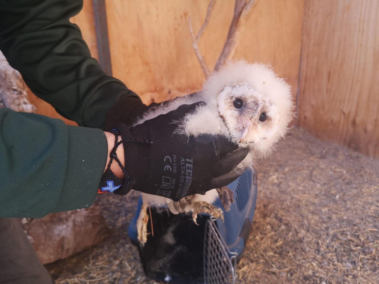 SAG Tarapacá envía polluelo de lechuza  a rehabilitación a Antofagasta