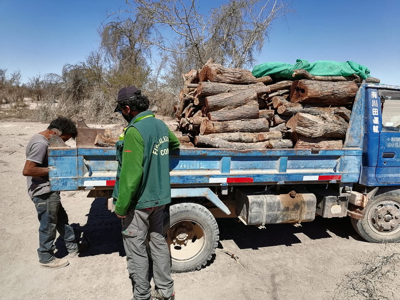 Operativo de fiscalización detectó tala ilegal de tamarugos