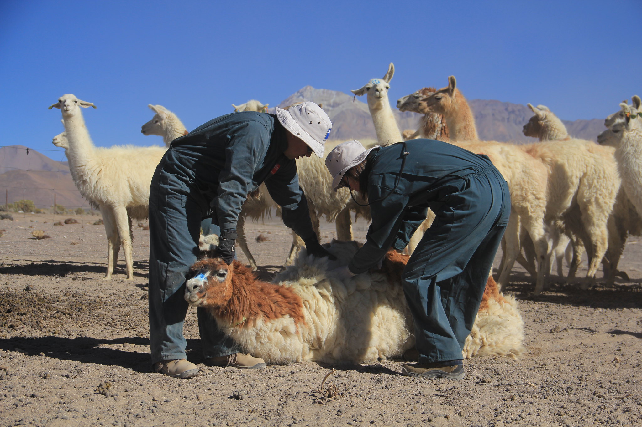 Declaración de Existencia Animal será obligatoria a partir de este año