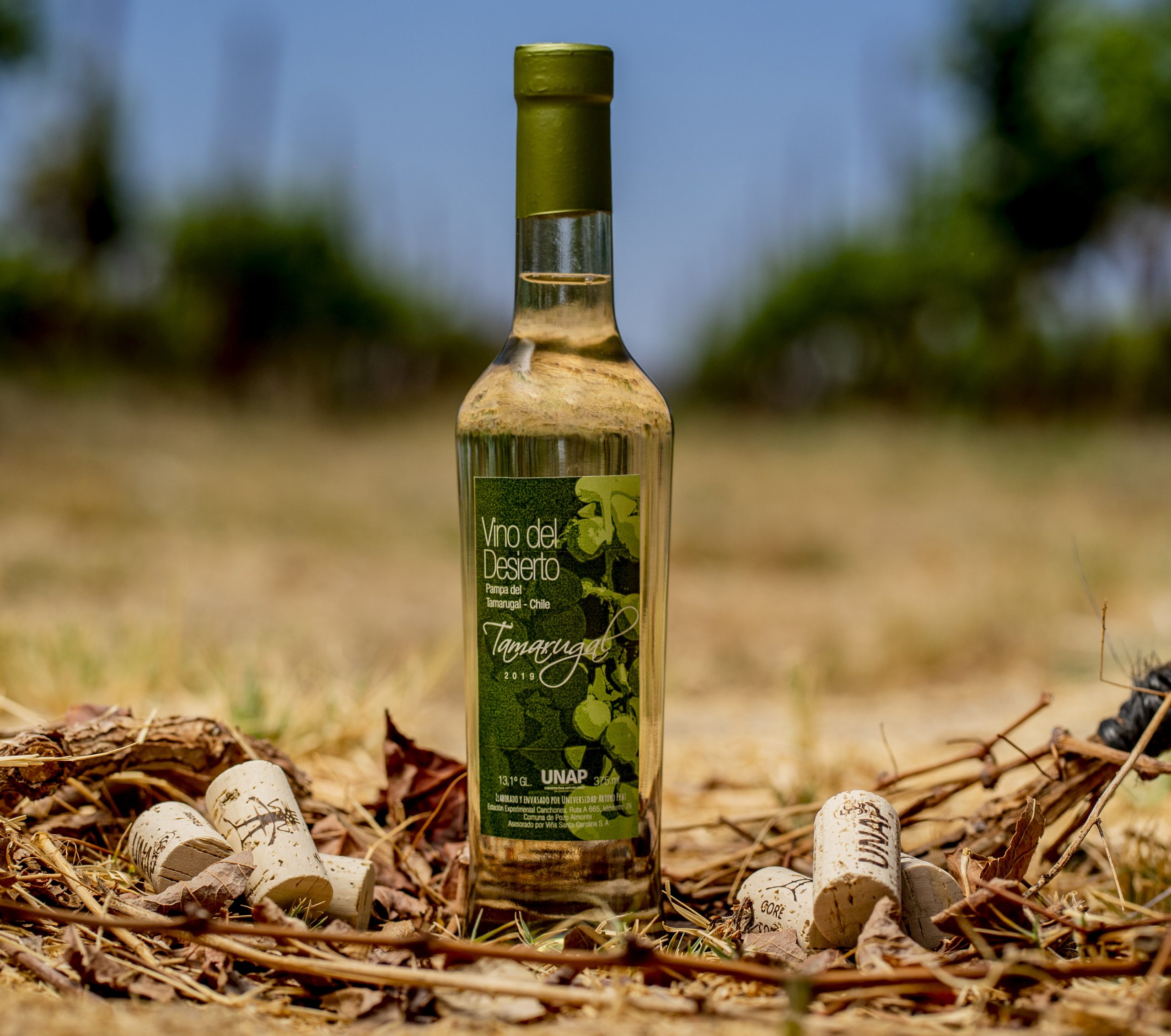 Vino del Desierto obtiene destacados puntajes en la Guía Mesa de Cata de La Cav