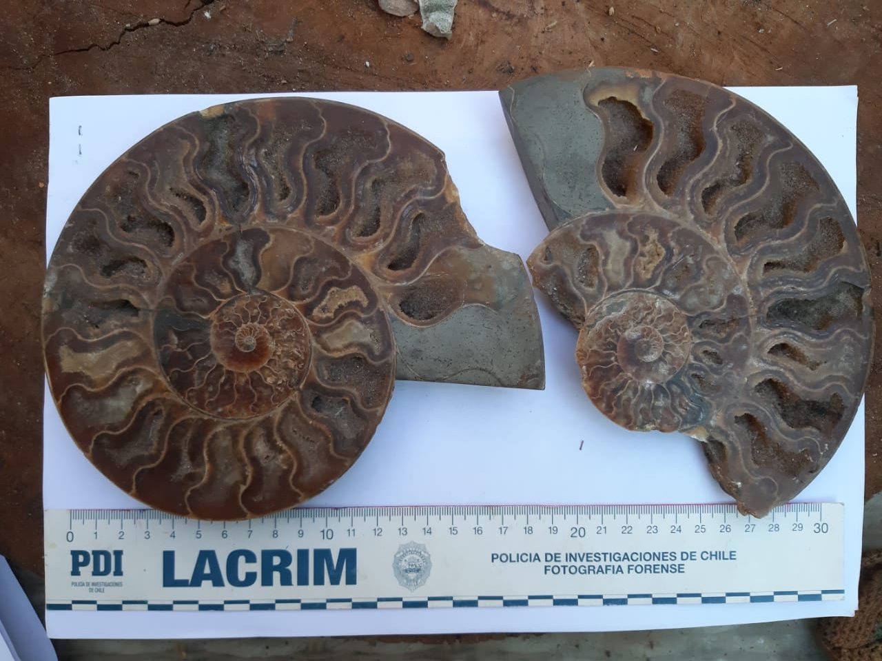 Detectives detuvieron a hombre que comercializaba por internet piezas arqueológicas