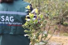 SAG realiza capacitación en línea gratuita sobre temas fitosanitarios