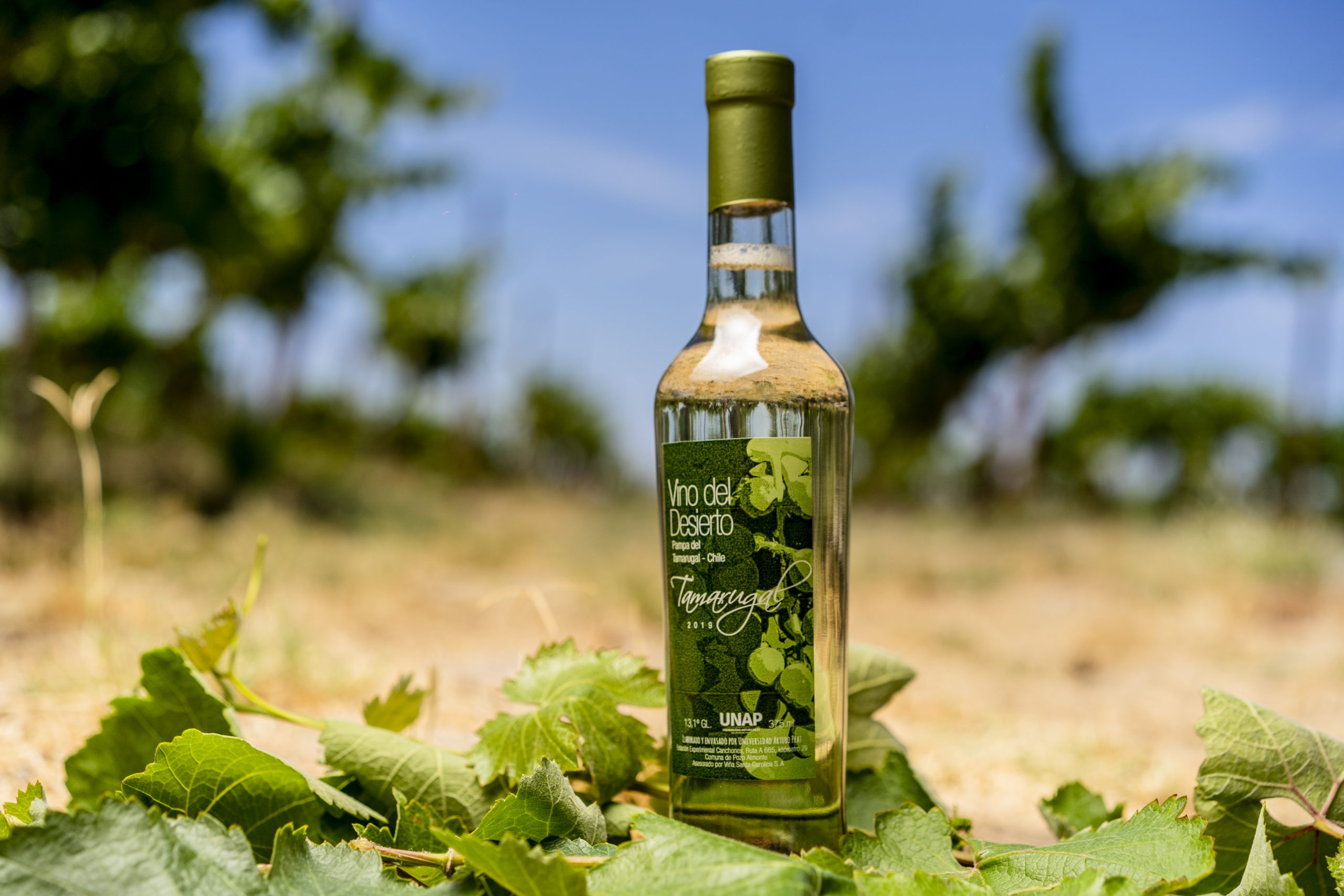 Vino del Desierto: Un aporte desde la ciencia para la agricultura en el desierto