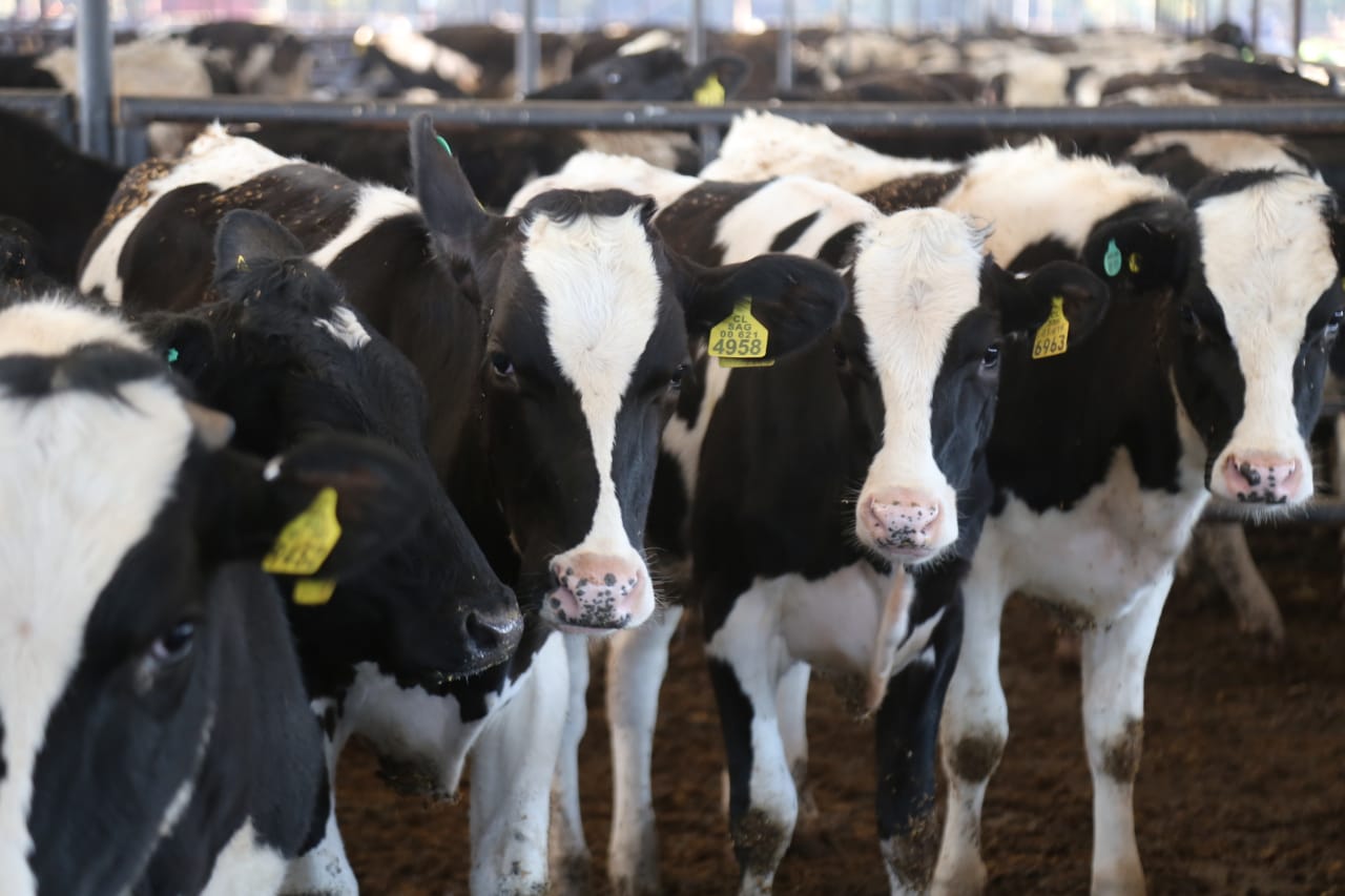 Ministro Walker encabeza fiscalización de cuarentena Bovinos de exportación a China: “Chile es un país confiable y damos garantía de la sanidad genética”