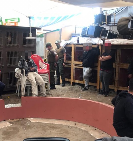 Carabineros sorprende práctica de pelea de gallos en el sector norte de Antofagasta