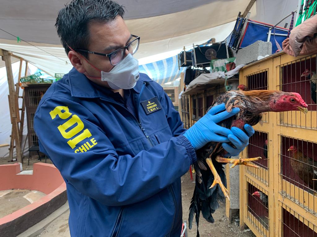 PDI investiga terrible maltrato animal: aves presentaban lesiones en ojos y patas producto de las peleas