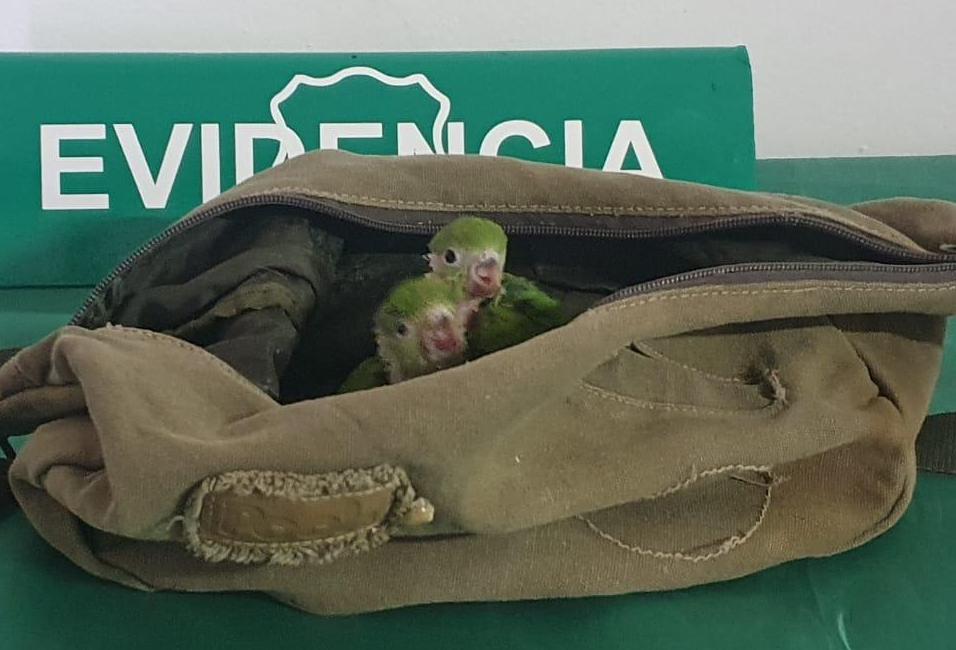 Contrabando de especies exóticas en zona de Colchane