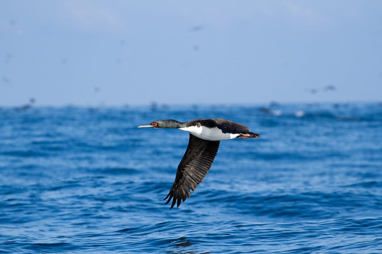 Chile ocupa el primer lugar de América Latina en ranking de sostenibilidad publicado por la Universidad de Cambridge