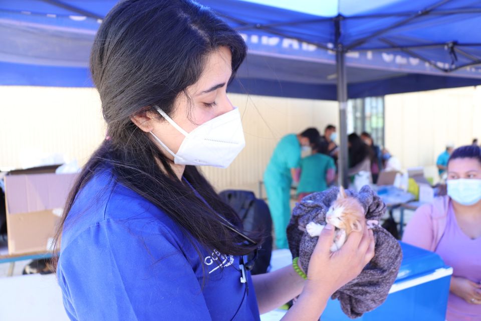Gobernación del Tamarugal desde ahora cuenta con «Veterinario en terreno»