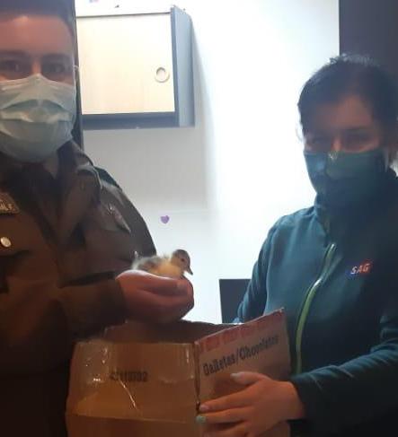 Carabineros rescata a una cría de pato en medio del desierto