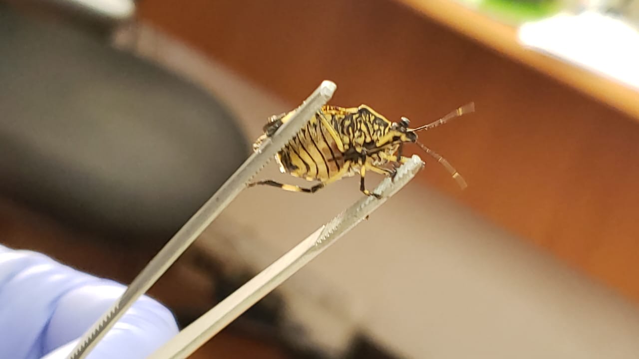 SAG: Detección de nuevo “chinche” que apareció en el Barrio Industrial