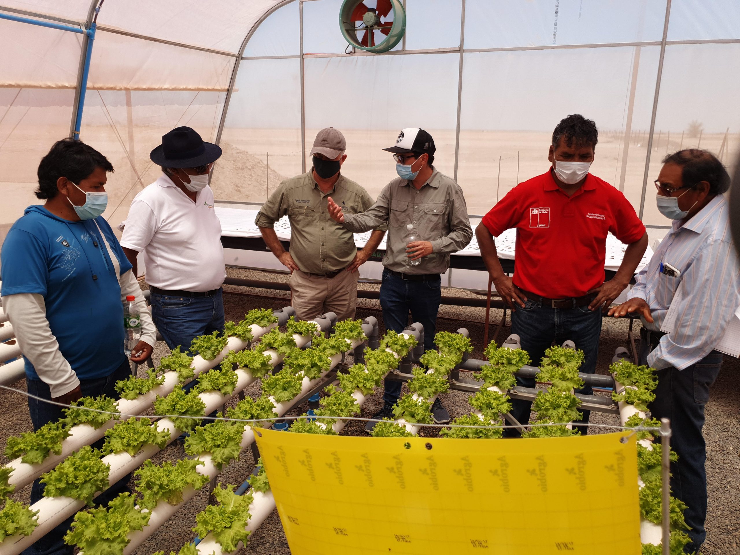 Ponen en marcha trabajo de invernaderos hidropónicos en la comuna de Pozo Almonte