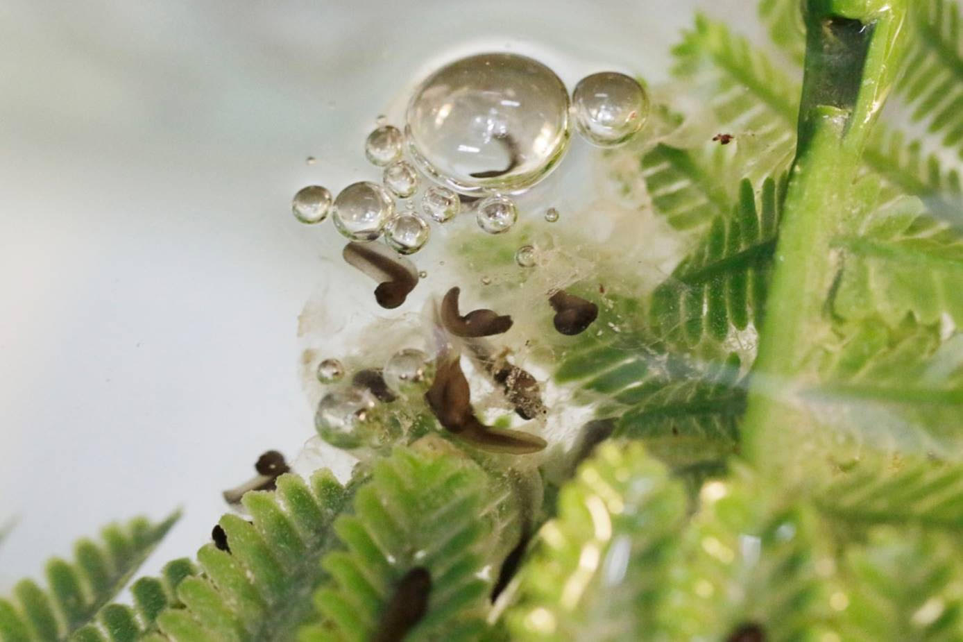 Ranita del Loa: Nacieron 200 crías de esta especie en extinción