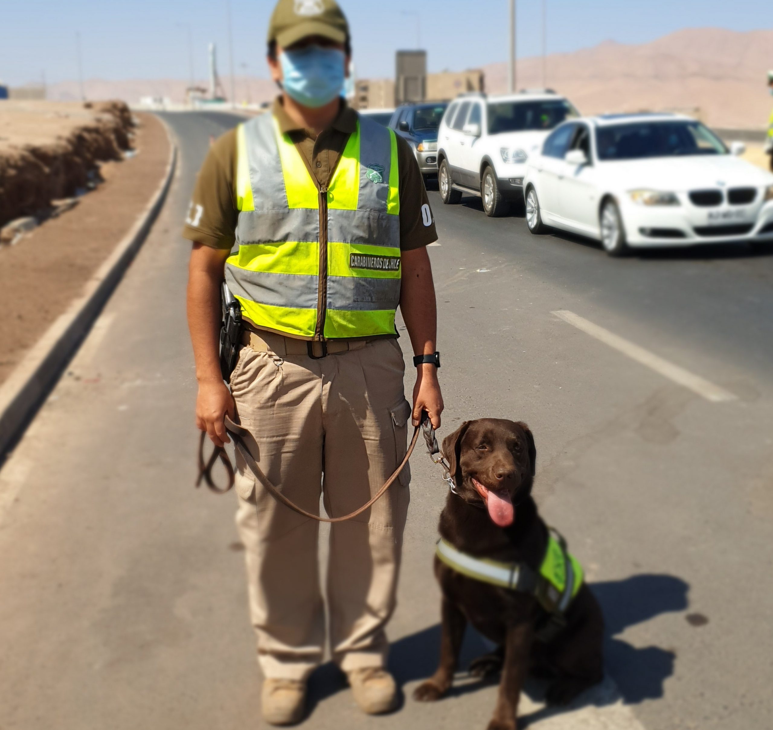Importante labor de canes detectores de drogas en región de Tarapacá