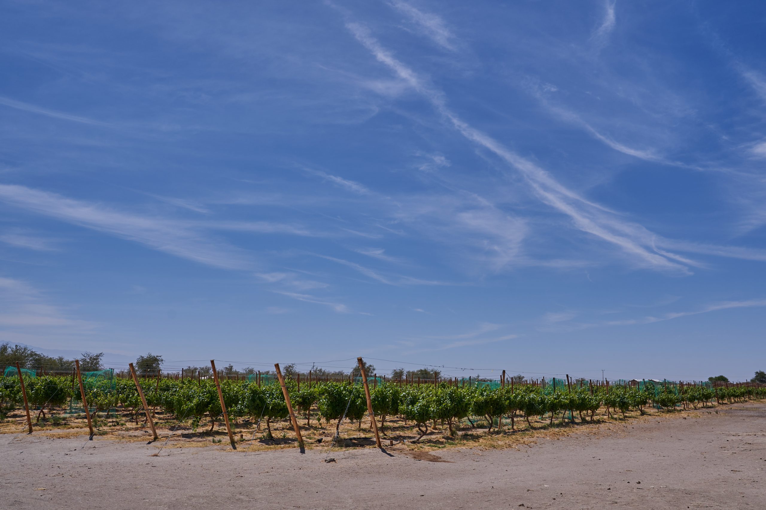 Vino del Desierto obtiene Medalla de Oro en concurso internacional