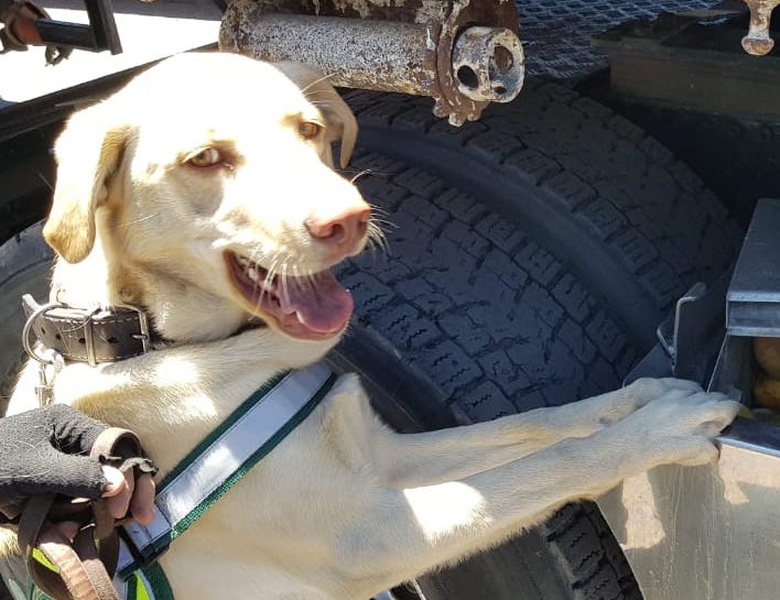 Jack: el nuevo integrante de la Brican SAG Tarapacá detectó 55 kilos de mangos