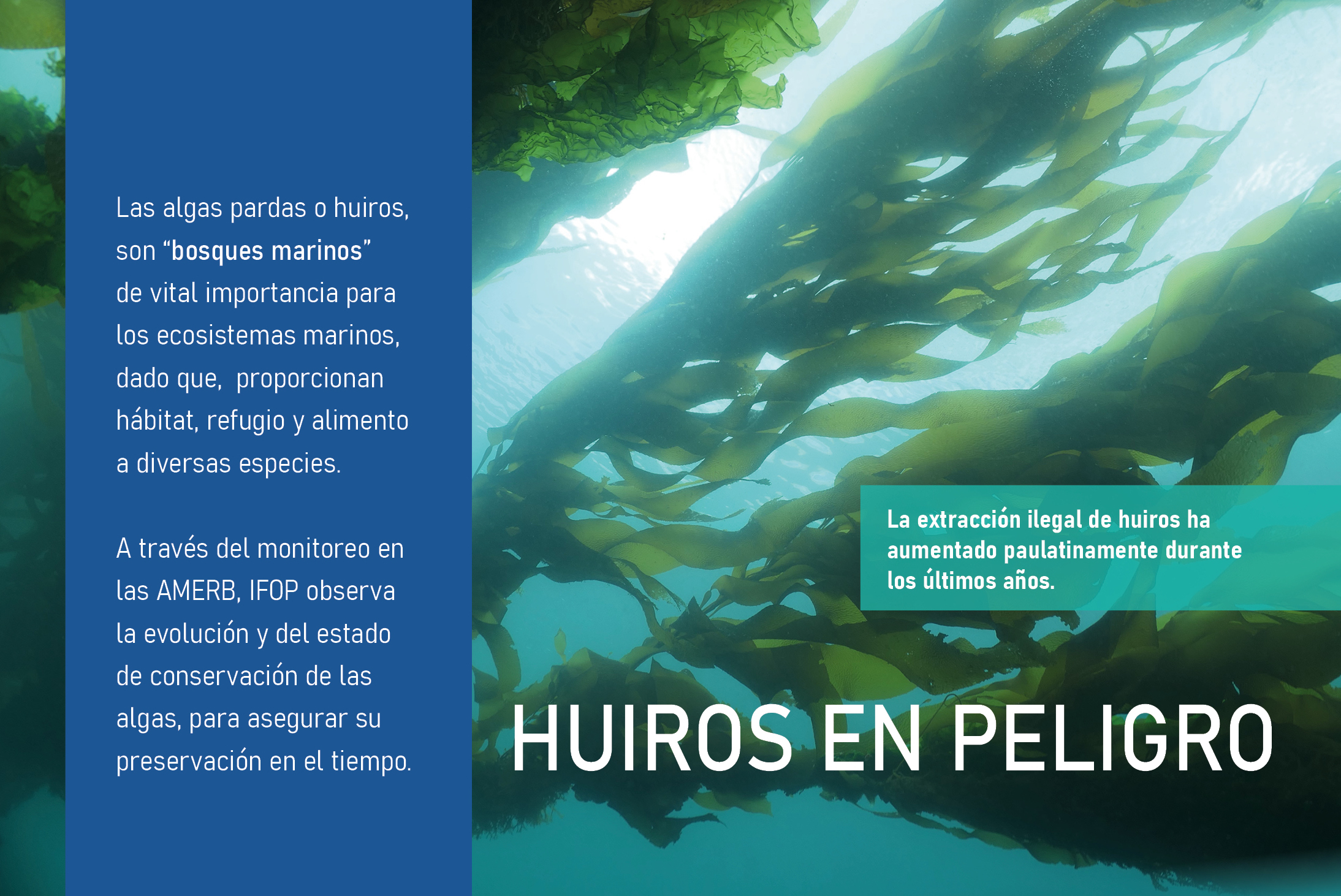 IFOP inicia campaña de difusión sobre conservación y cuidado en las áreas de Manejo