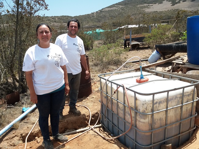 Ingeniosa técnica usa solo 2 litros de agua diarios para cultivar forraje verde para 140 animales