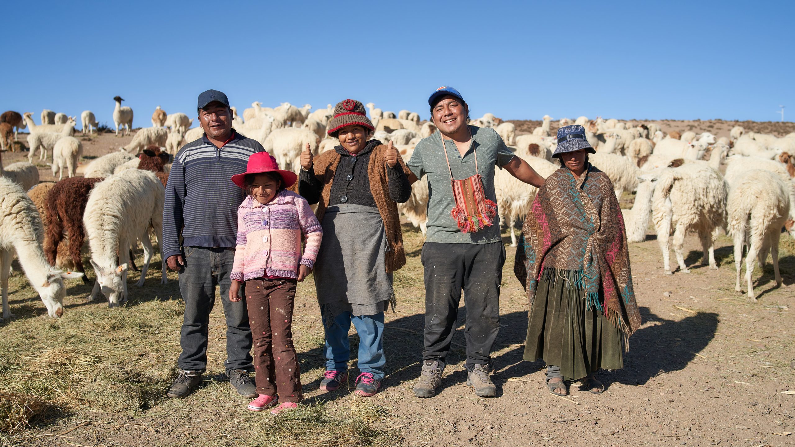 Donde comienza Chile: Visviri innova y avanza hacia la ganadería ecológica de llamas