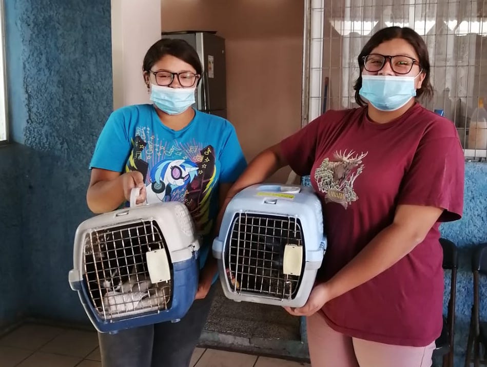 Canil Municipal de Iquique cierra inscripciones para esterilizaciones gratuitas