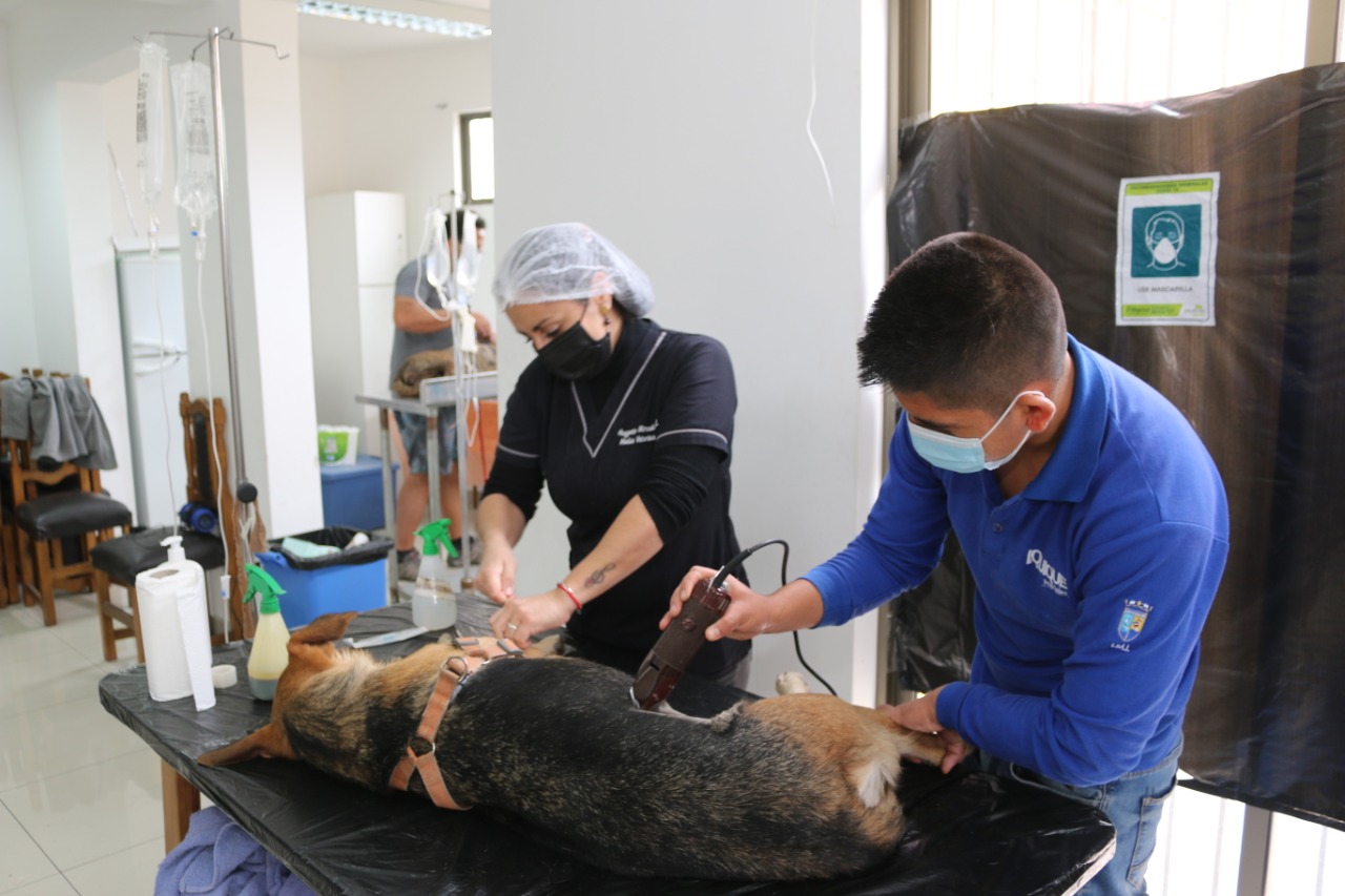 Canil municipal de Iquique abre mil cupos gratuitos para esterilizaciones