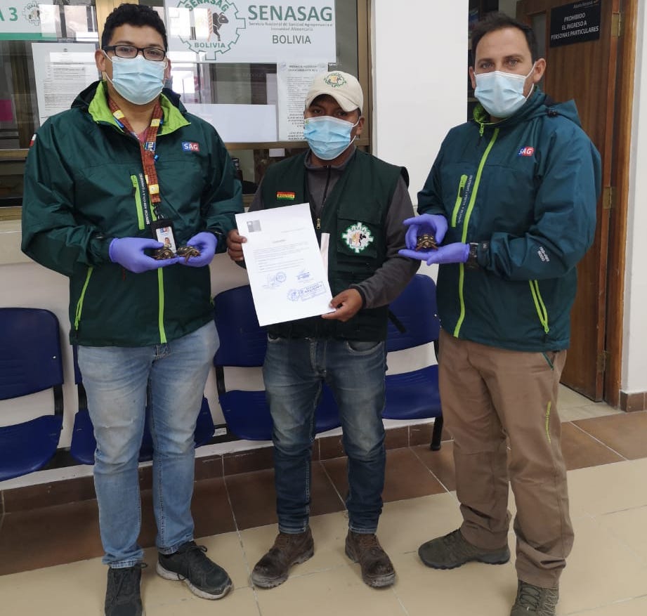 SAG entregó a Senasag – Bolivia tortugas de tierra decomisadas en control  El Loa