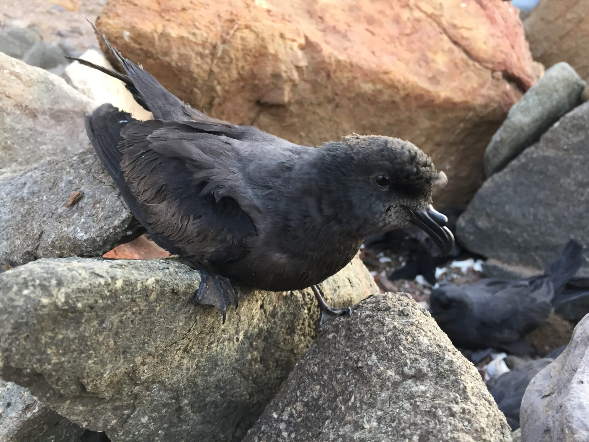 Primer Tribunal Ambiental: Ordena detener obras de proyecto de líneas de transmisión REDENOR