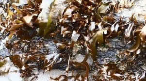Subpesca permite barreteo de algas en región de Antofagasta y Oceana advierte los peligros de la medida