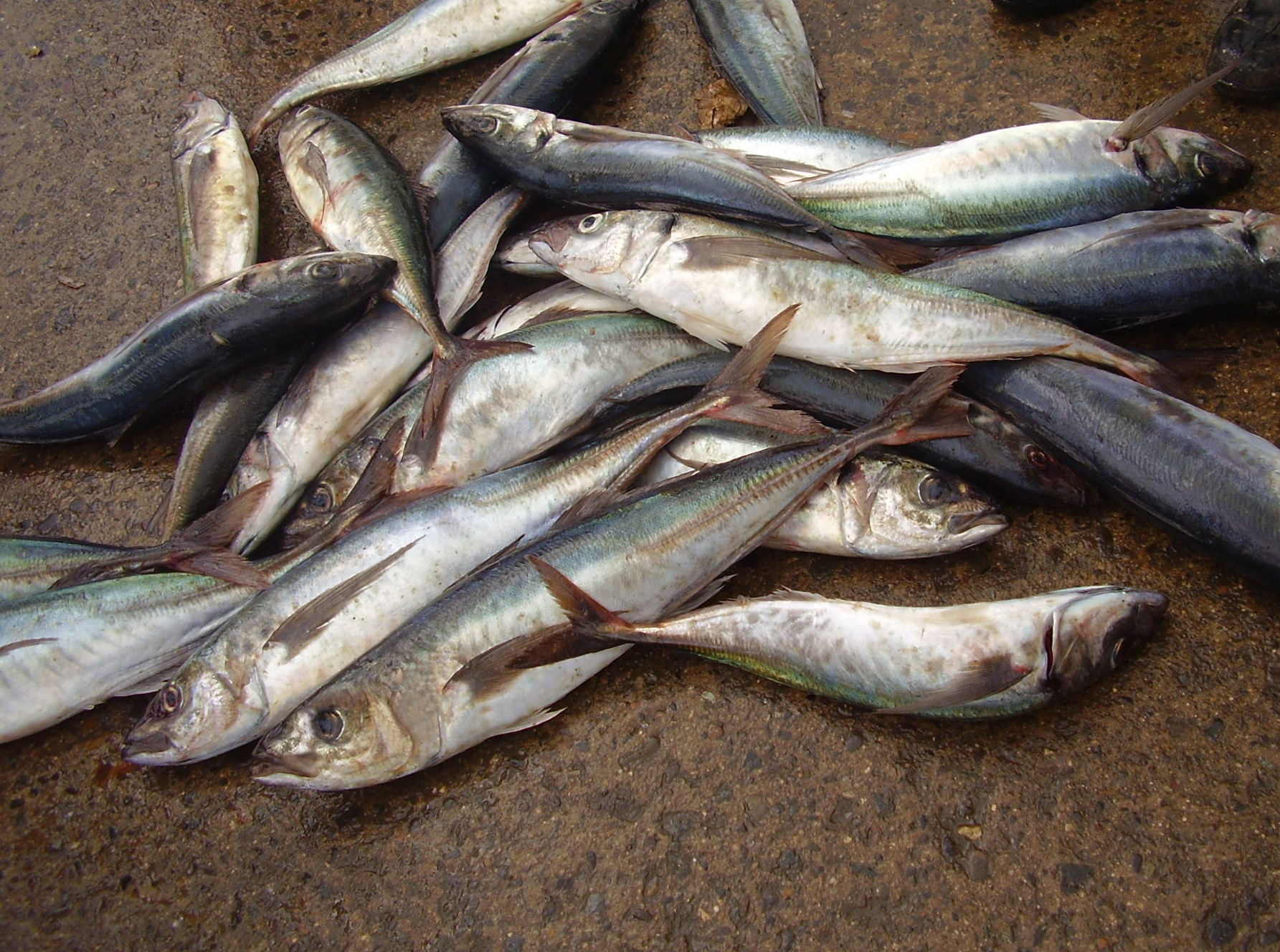 Proyecto Ifop, Inpesca y Unab: Aumentando el conocimiento sobre jurel