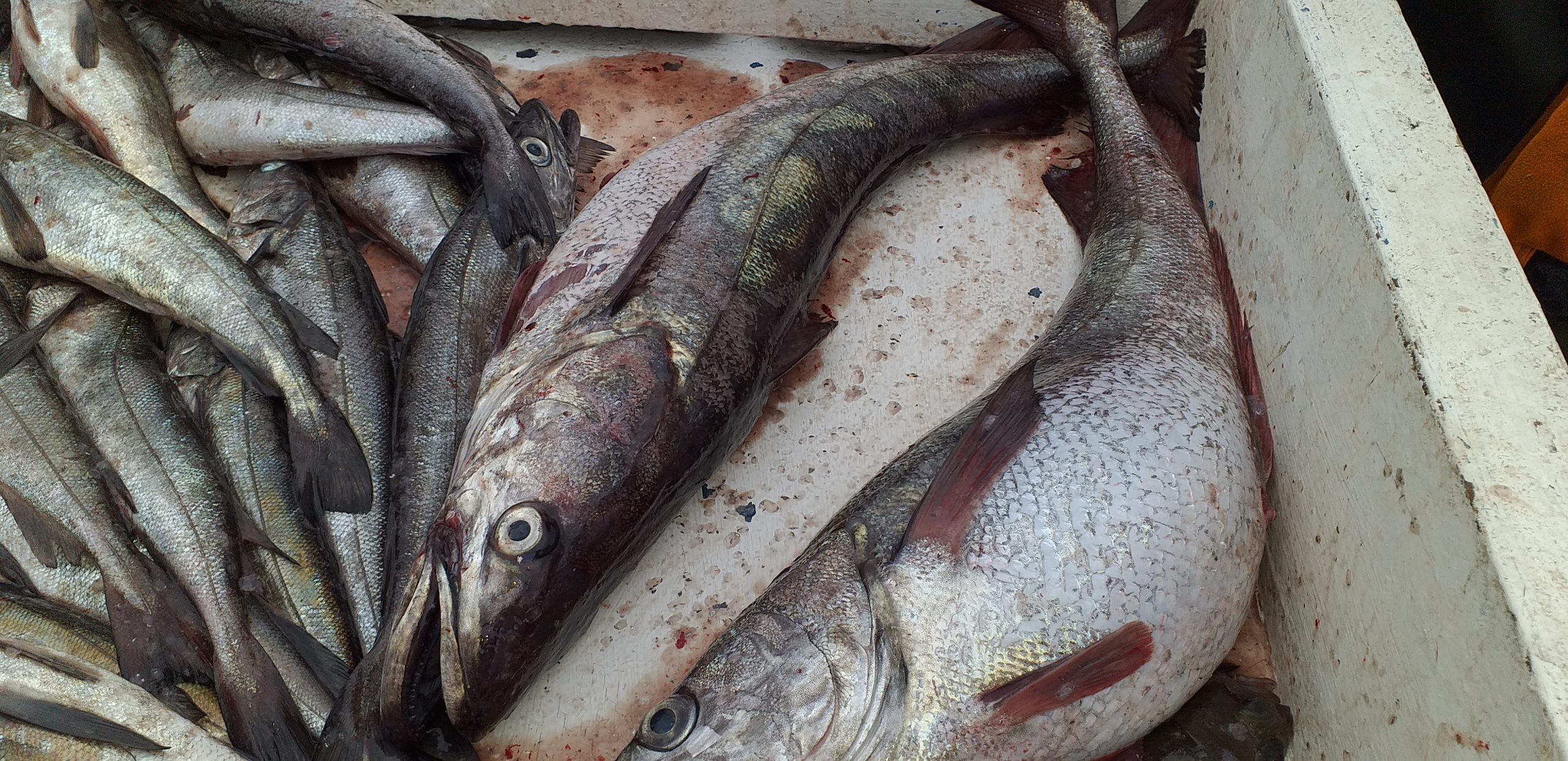 IFOP utilizará inteligencia artificial para optimizar la investigación pesquera