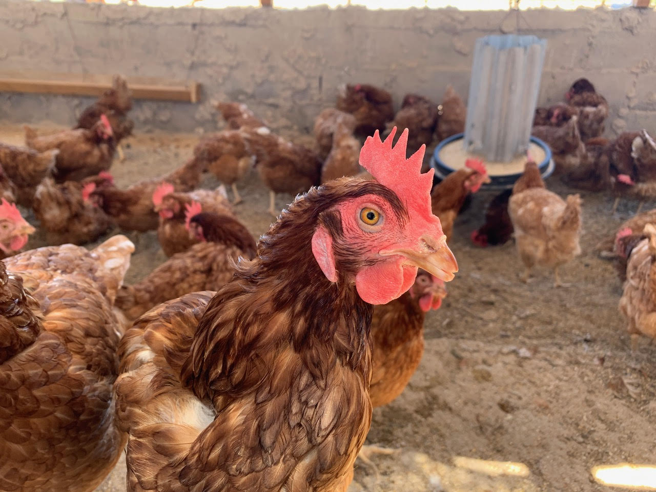 INDAP visitó proyecto avícola de usuario en La Huayca