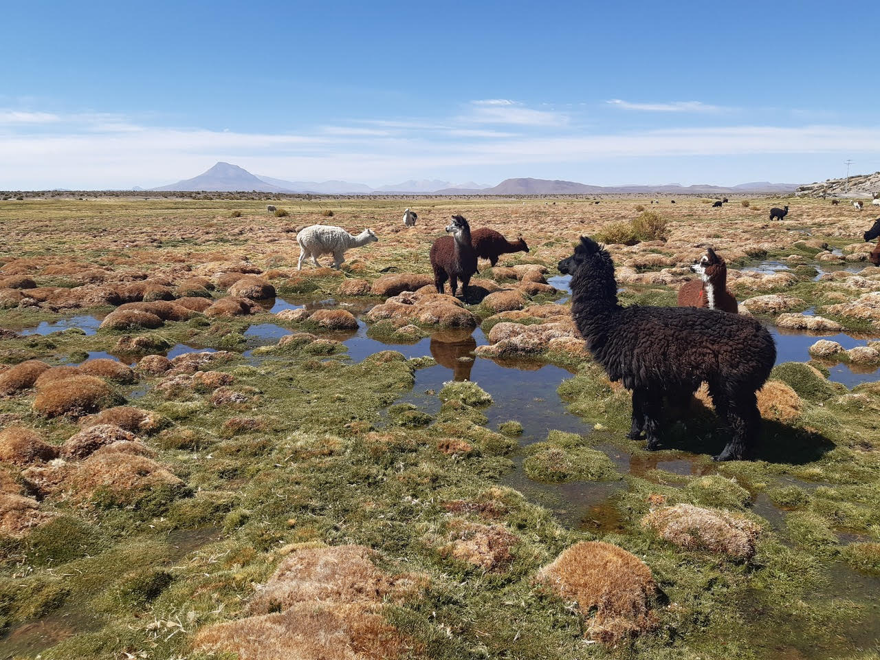 Implementan planes de manejo ganadero en humedales altoandinos