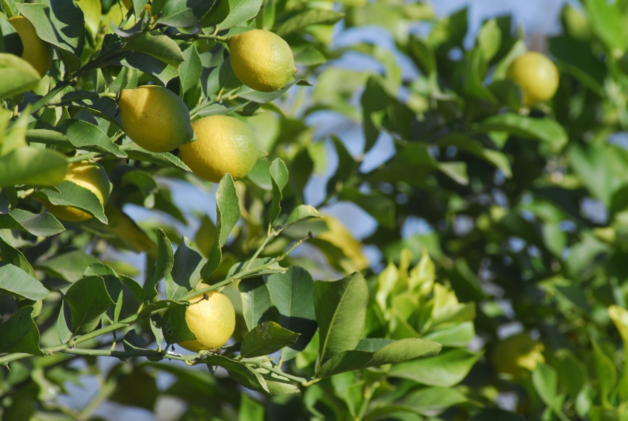 SAG establece nuevas medidas para suprimir plagas no cuarentenarias de viveros de cítricos