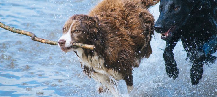 Altas temperaturas en verano: Siete recomendaciones para proteger a las mascotas del calor