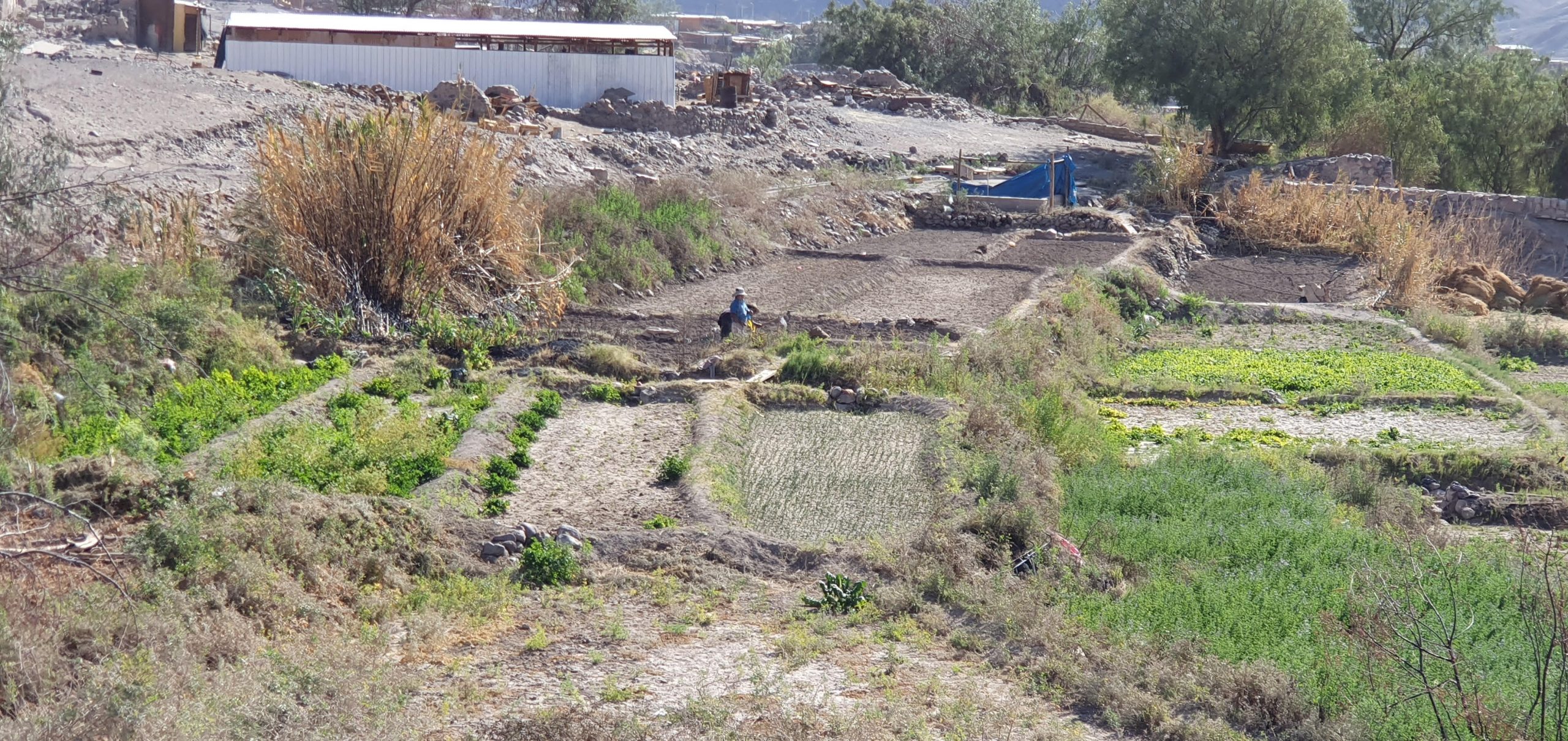 Agroseguros del Minagri realiza llamado a contratar seguros para el agro y proteger la producción