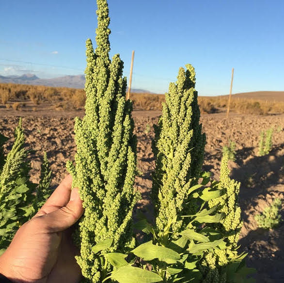 Productores de quinua de Tarapacá acceden a certificación orgánica con apoyo de INDAP