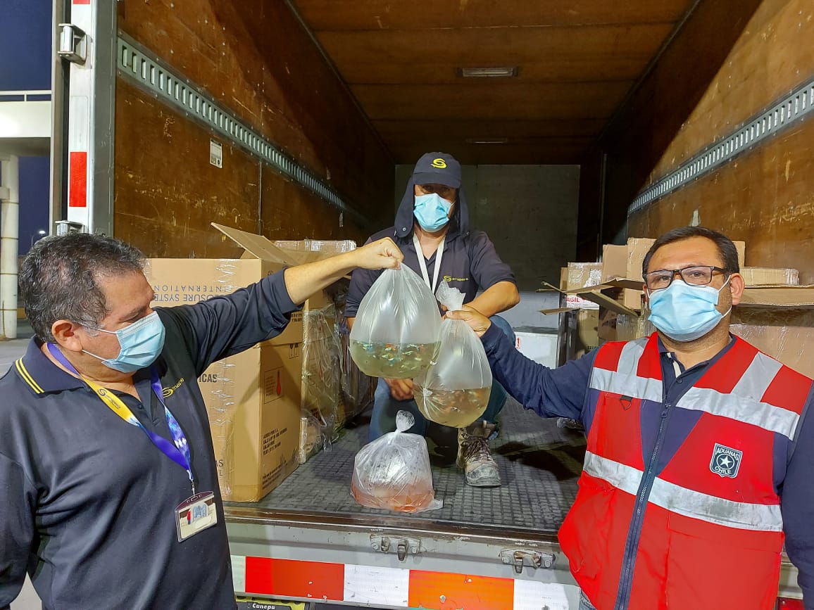 Incautan más de tres mil peces ornamentales en control fronterizo