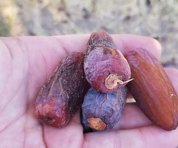 Instalan primer laboratorio para cultivo in vitro de dátiles de exportación en la región de Tarapacá
