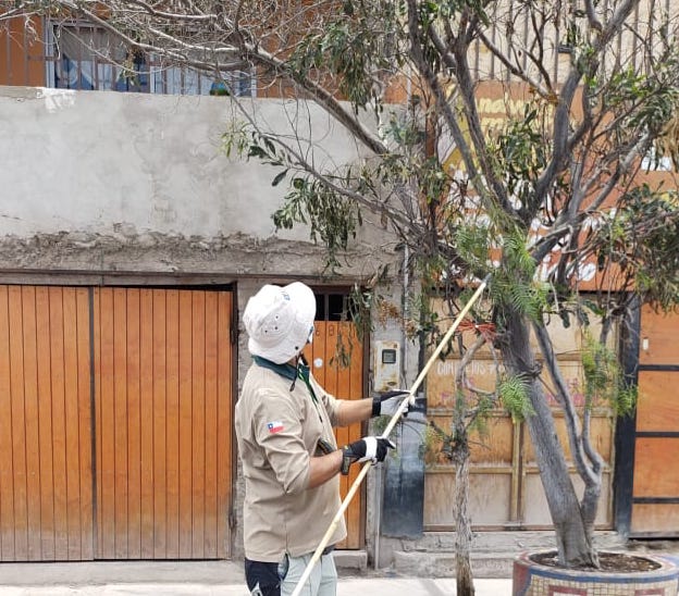 SAG instala por primera vez en la región confusores sexuales para control de polilla del racimo de la vid