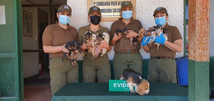 SAG Tarapacá retorna perritos de contrabando a Bolivia