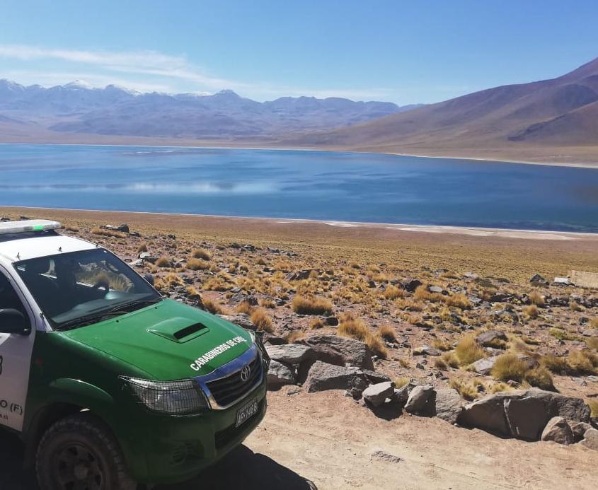 Carabineros sorprende caza ilegal de vicuña; 4 detenidos