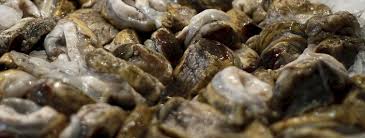 El loco (Concholepas concholepas) está en veda biológica hasta el 30 de junio