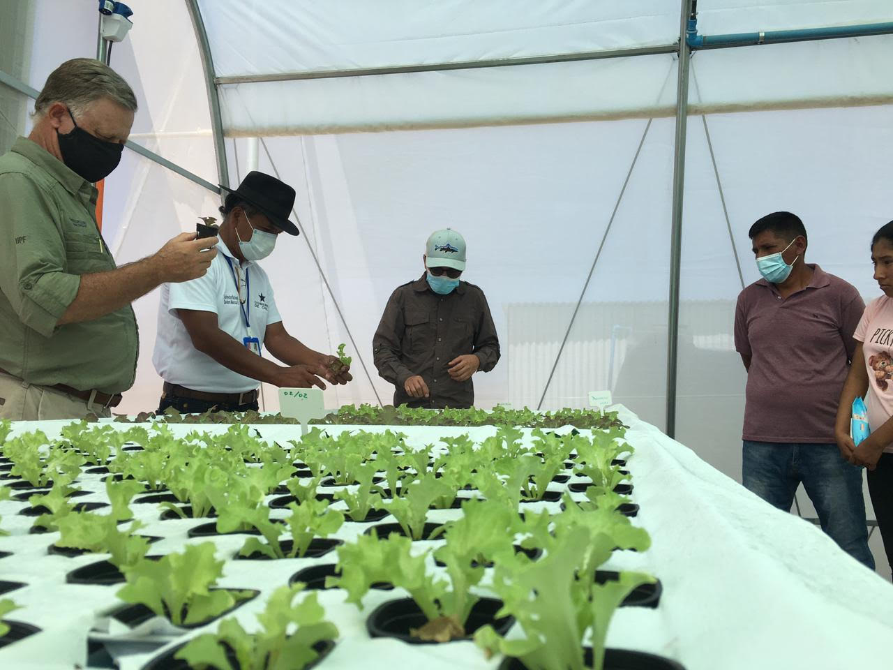 Proyectos hidropónicos comienzan sus operaciones en comuna de Huara